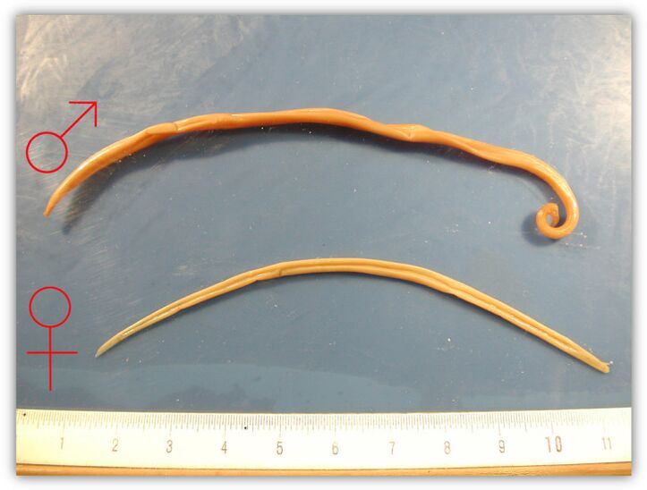 Female and male roundworms in natural size