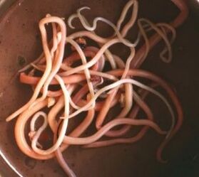 Intestinal parasites