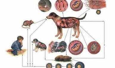 Causes and modes of infection with worms