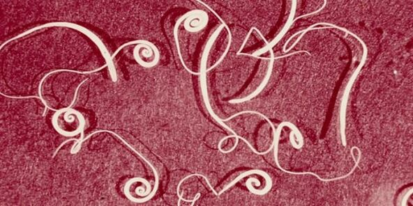 photo of human parasites